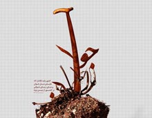 دانلود پوستر,عکس پوستر,پوستر,ایران جوان,فرزند بیشتر,فرزند کمتر,زندگی بهتر,عکس با کیفیت,جمعیت,فرزند,بچه,خانواده,پسر,پدر,مادر,والدین,مجموعه نمایشگاهی,دختر