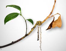 دانلود پوستر,عکس پوستر,پوستر,ایران جوان,فرزند بیشتر,فرزند کمتر,زندگی بهتر,عکس با کیفیت,جمعیت,فرزند,بچه,خانواده,پسر,پدر,مادر,والدین,مجموعه نمایشگاهی,دختر